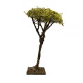 albero-lichene-h-13-cm-miniature-alberi-per-presepe-86565 (2).jpg