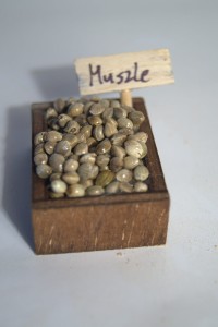 (Z505) Skrzynka z muszlami, 4,3cm długa